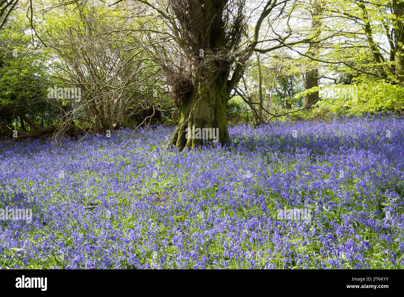 Bluebells carpeting English woodland in spring Stock Photo