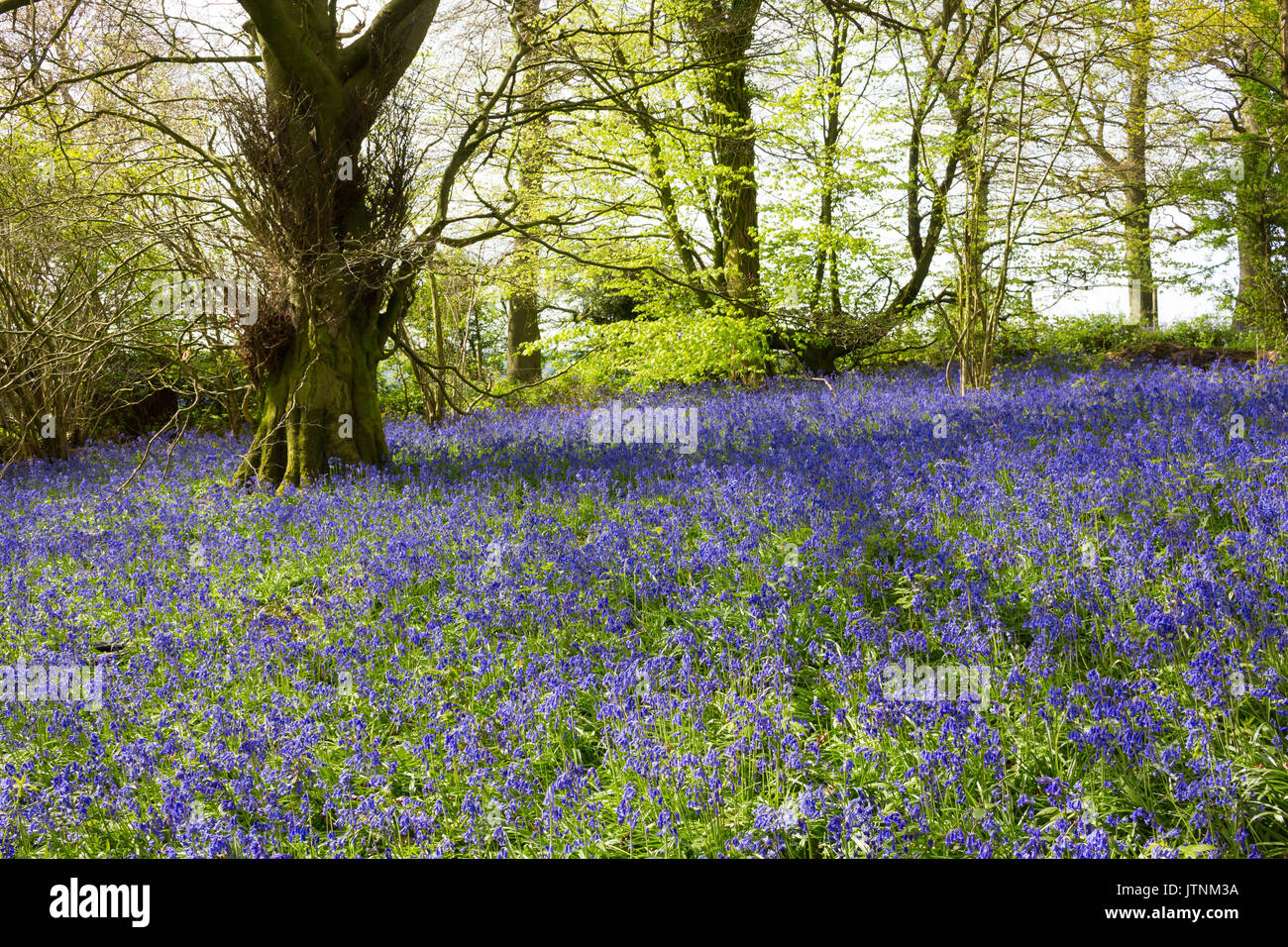 Bluebells carpeting English woodland in spring Stock Photo