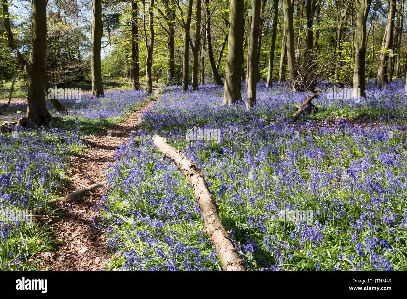 Bluebells carpeting English woodland in spring Stock Photo