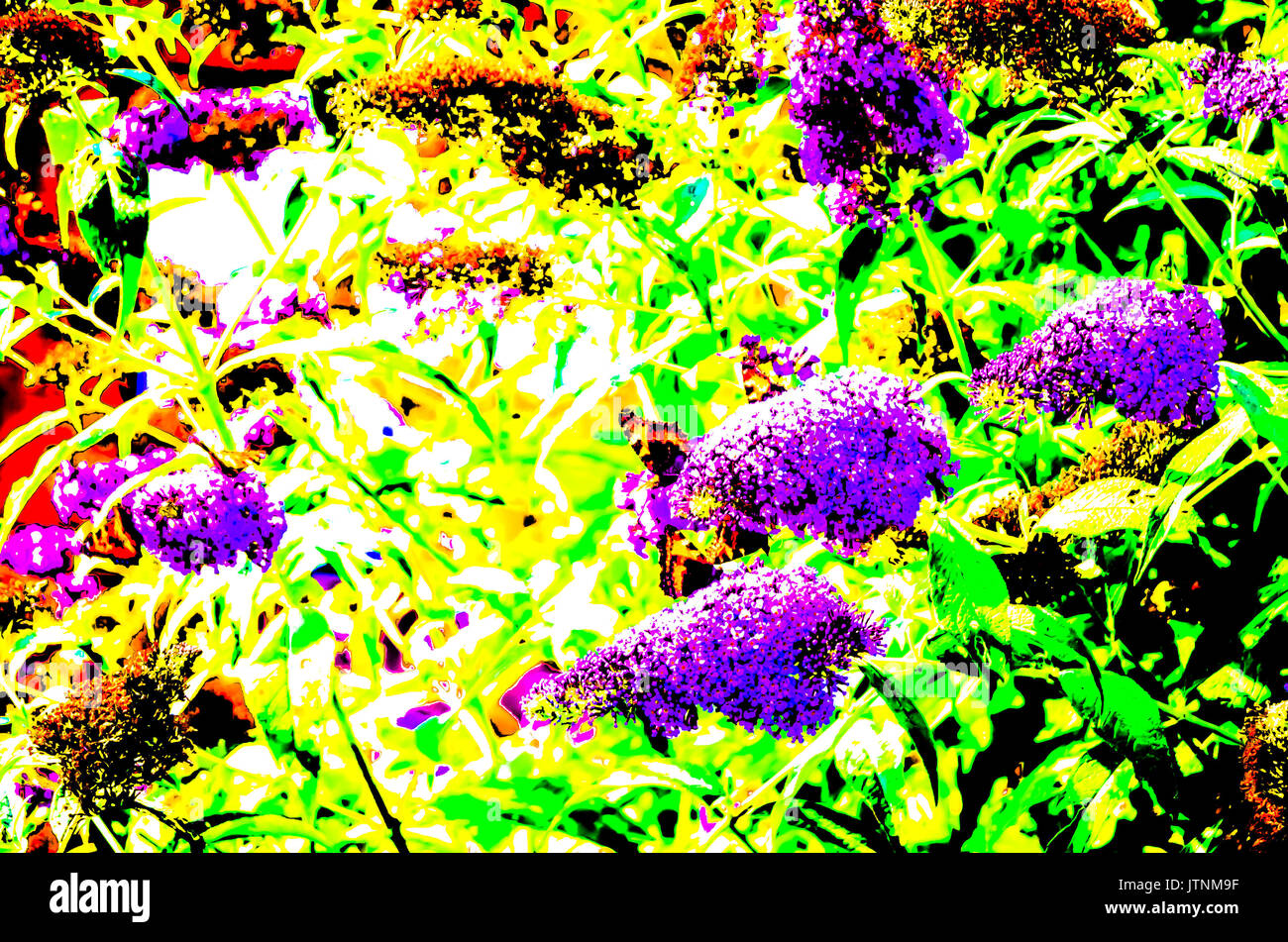 Colorful butterfly on floral background illustration Stock Photo - Alamy