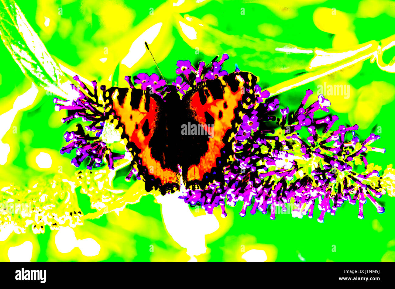 Colorful butterfly on floral background illustration Stock Photo - Alamy