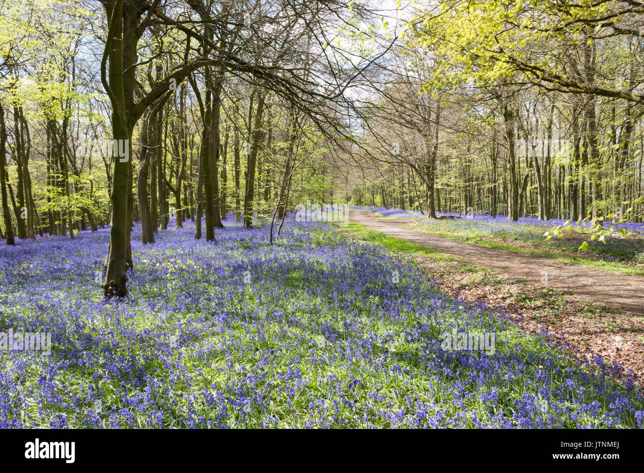 Bluebells carpeting English woodland in spring Stock Photo