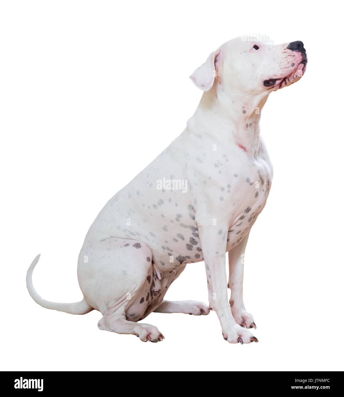 Dogo deals argentino black