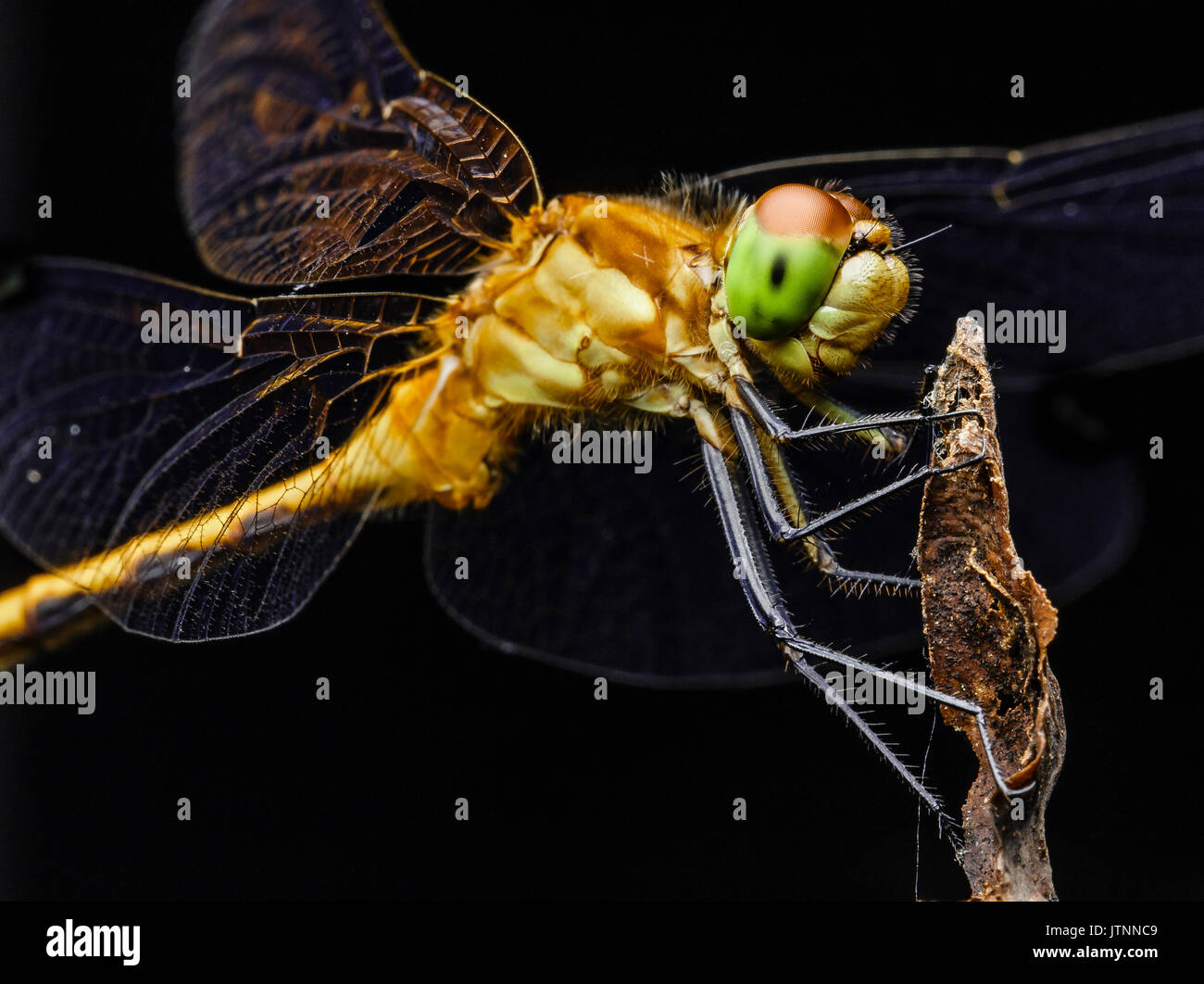 Large yellow dragon fly perched on a branch of a tree. The insect's ...