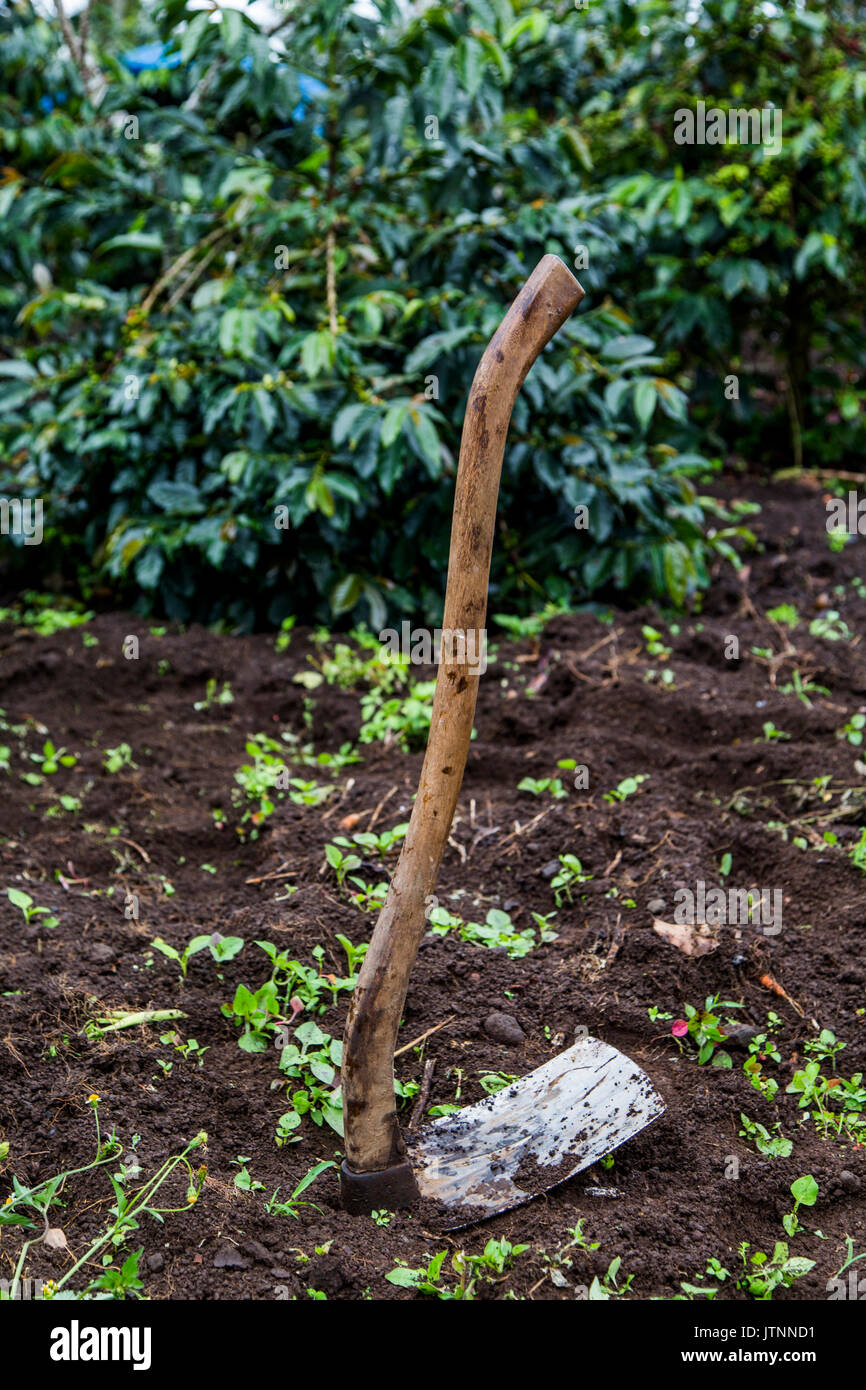 Still life of a primitive farming hoe standing straight up on freshly tilled soil with coffee plants in the background. Kerinci Valley, Sumatra, Indonesia. Stock Photo