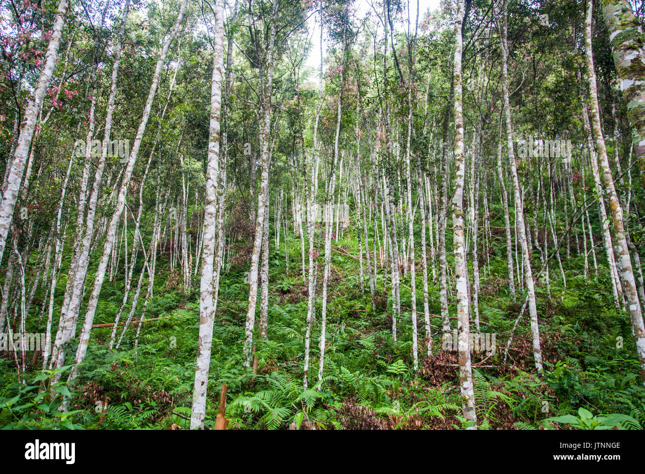 A dense grove of Cinnamon trees grow in a rain forest in KerinciSeblat