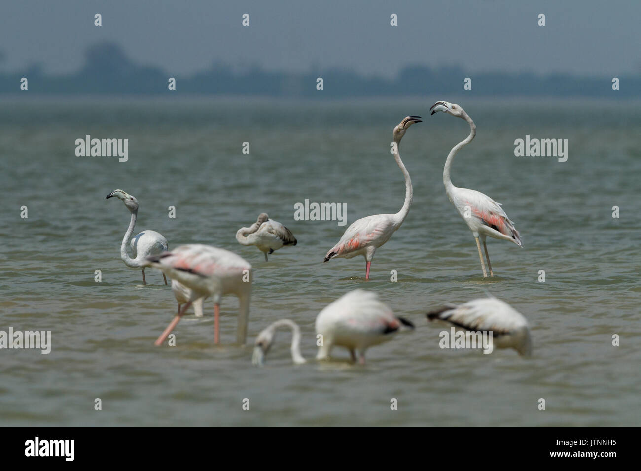 The Greater Flamingo (Phoenicopterus Roseus) Birds Flock Feeding And ...