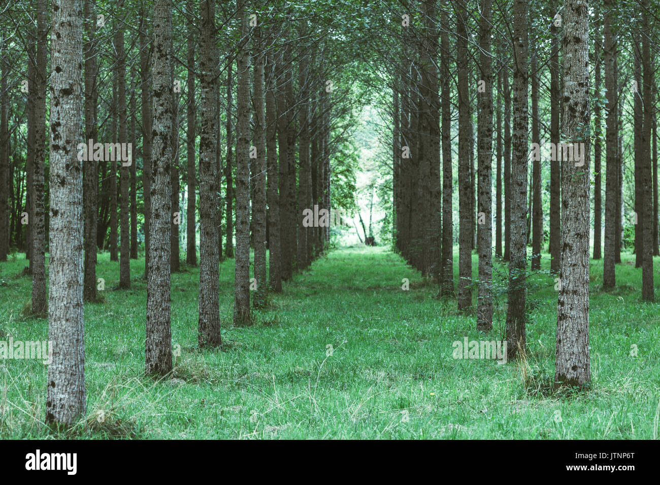 Trees planted in a row in the woods Stock Photo - Alamy