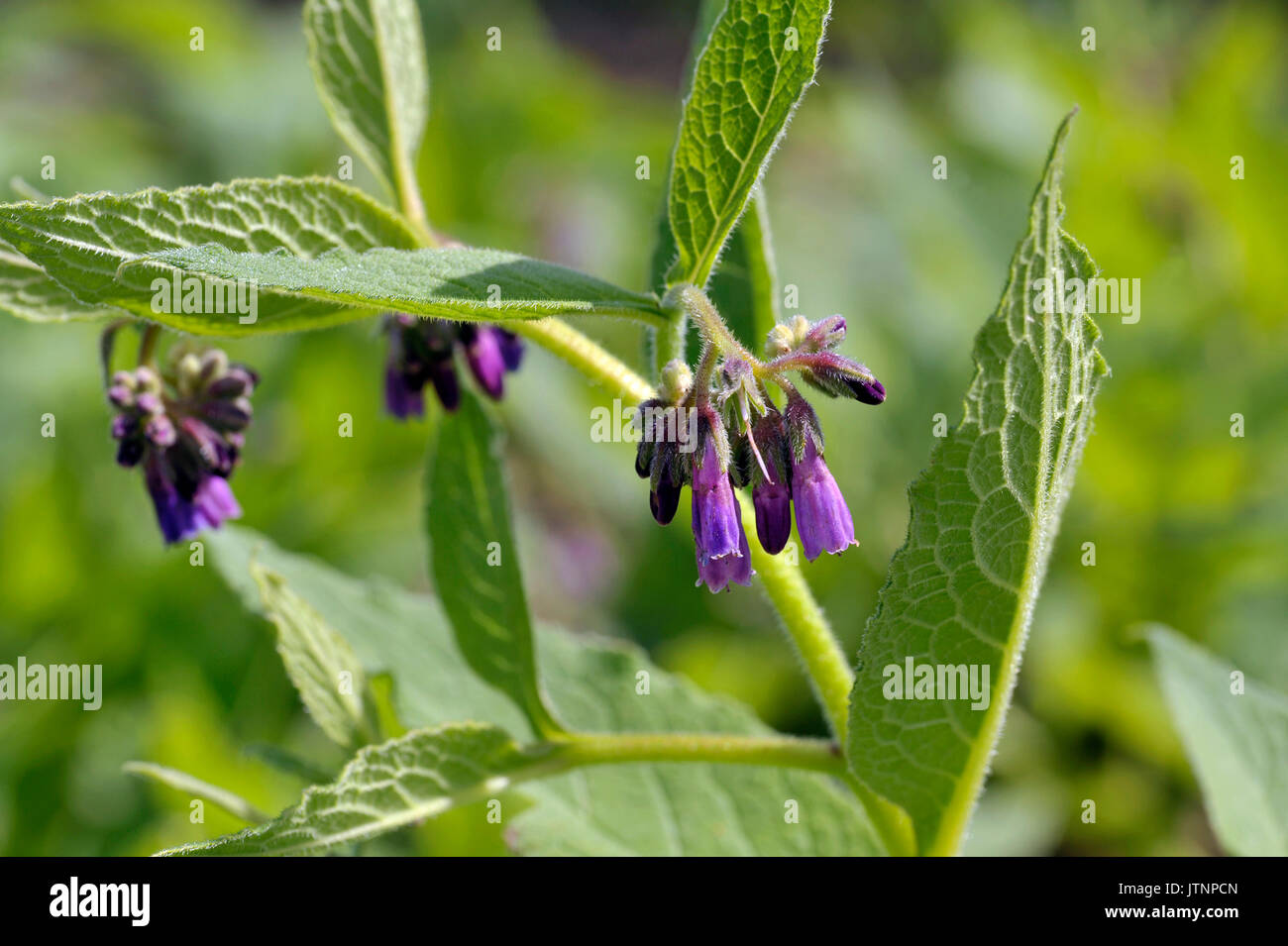 Comfrey plants flowering in a garden, genus symphytum Bocking 14 cultivar of Russian Comfrey flowers also spelt comphrey, a herb which is prized by or Stock Photo