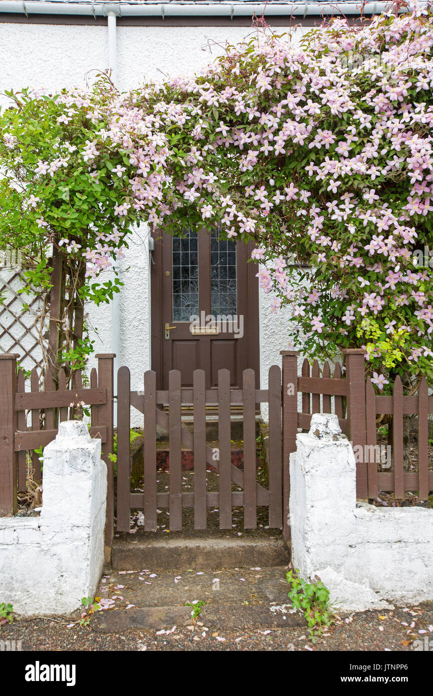 Clematis with pink flowers & emerald foliage growing over archway / trellis framing brown door of white-walled cottage Stock Photo