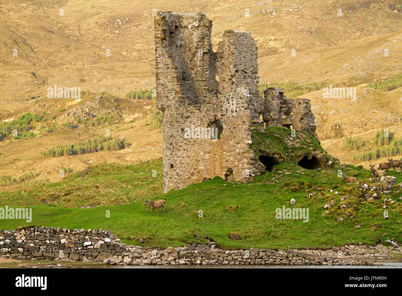 Crumbling ruins of Ardvreck castle with wild red deer nearby in Scotland Stock Photo