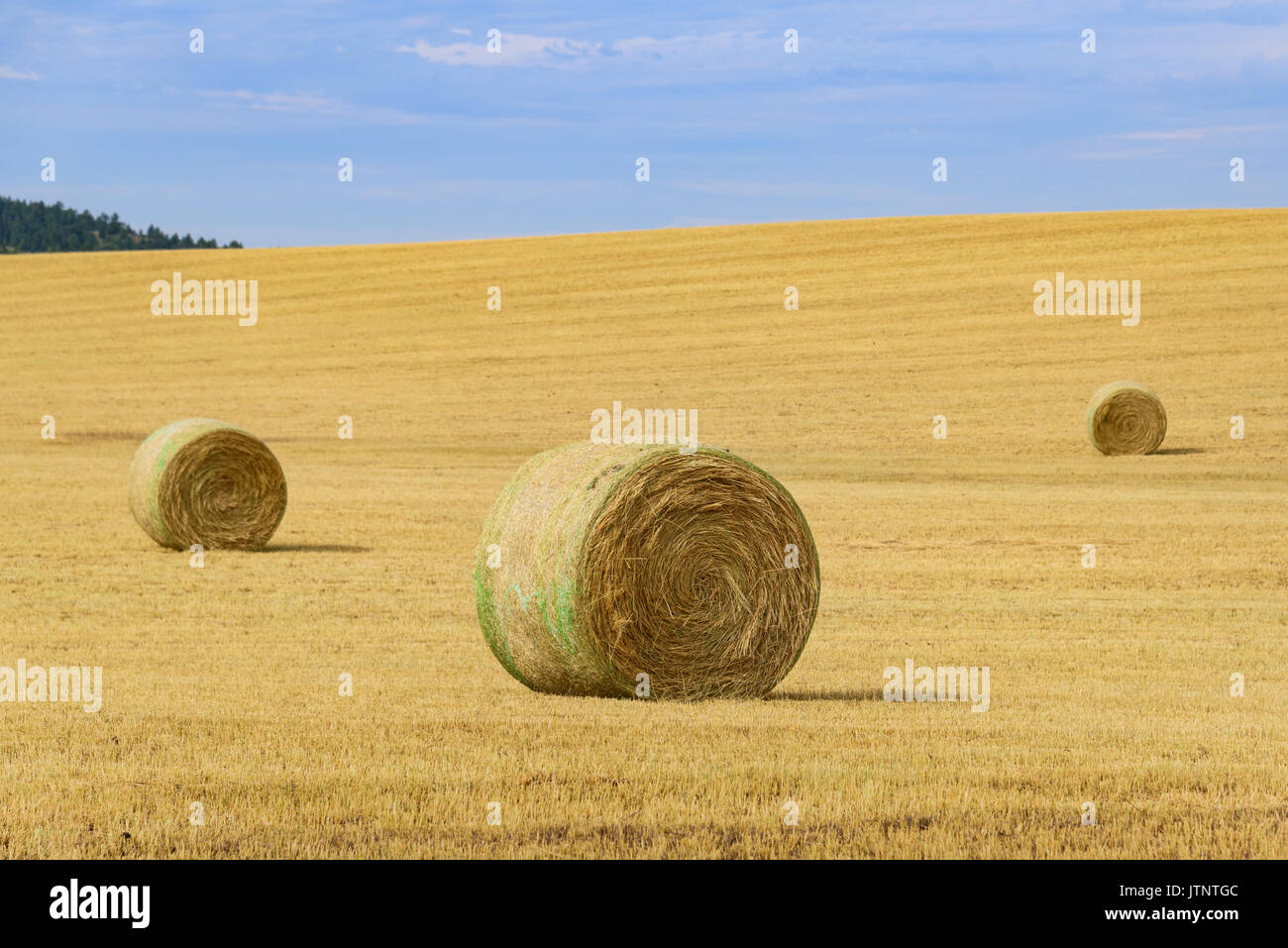 Bales of hay in rural field under beautiful blue sky. USA countryside ...
