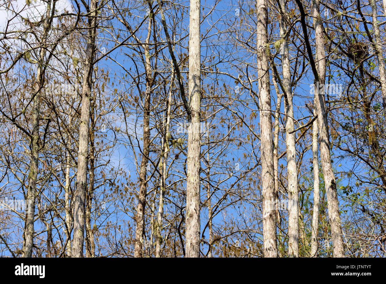 Pond cypress trees, Corkscrew Swamp Sanctuary, Florida, USA Stock Photo