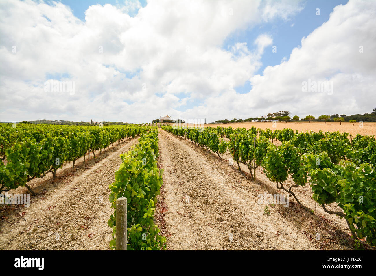 Old vineyards with red wine grapes in the Alentejo wine region near
