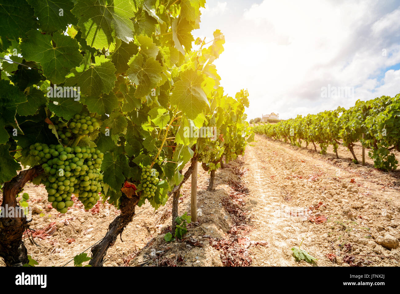 Old vineyards with red wine grapes in the Alentejo wine region near
