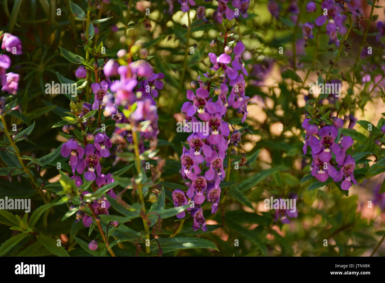 Serenita Purple Angelonia Stock Photo Alamy