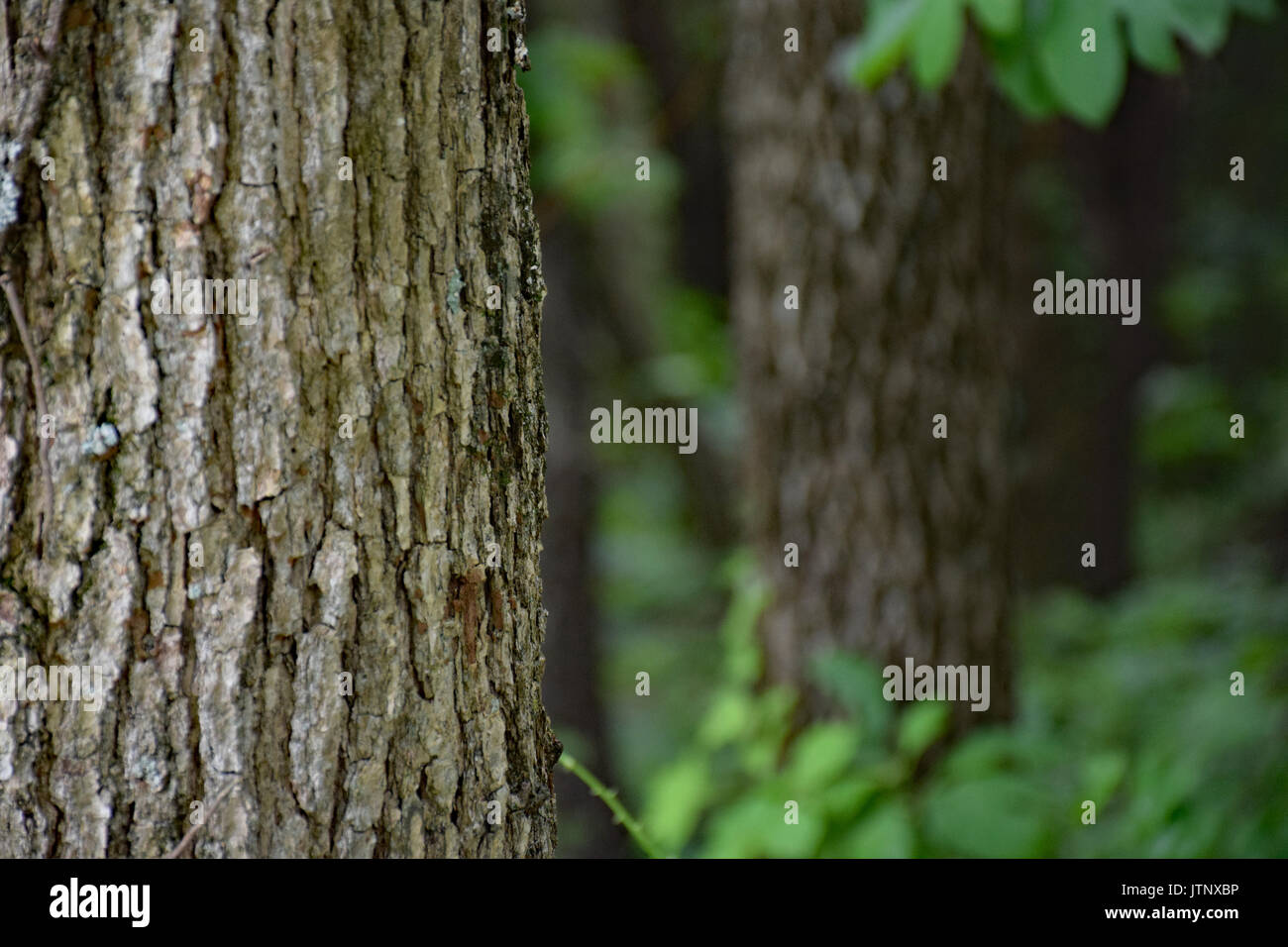 Kentucky Coffee Tree Bark Stock Photo