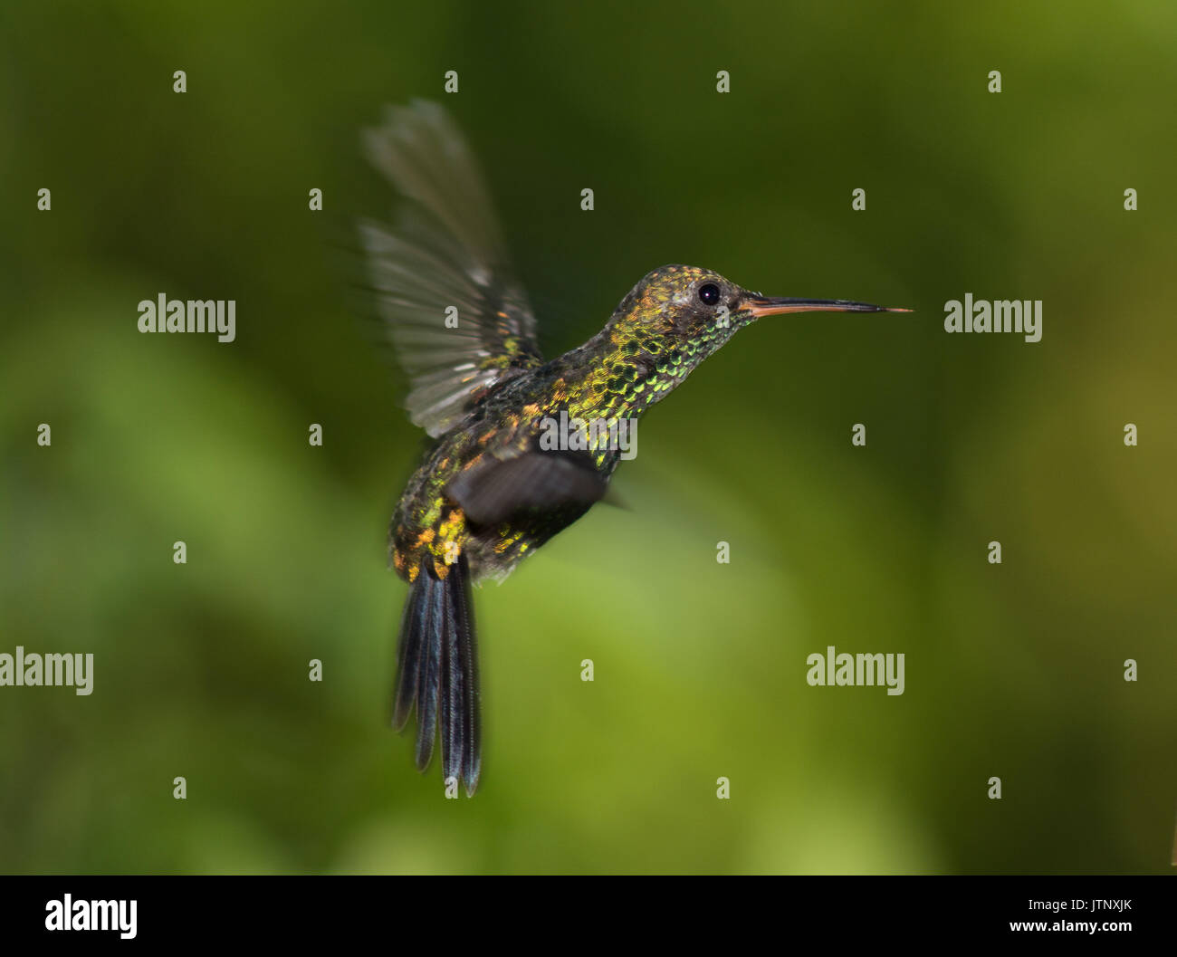 Hummingbird in flight hi-res stock photography and images - Alamy