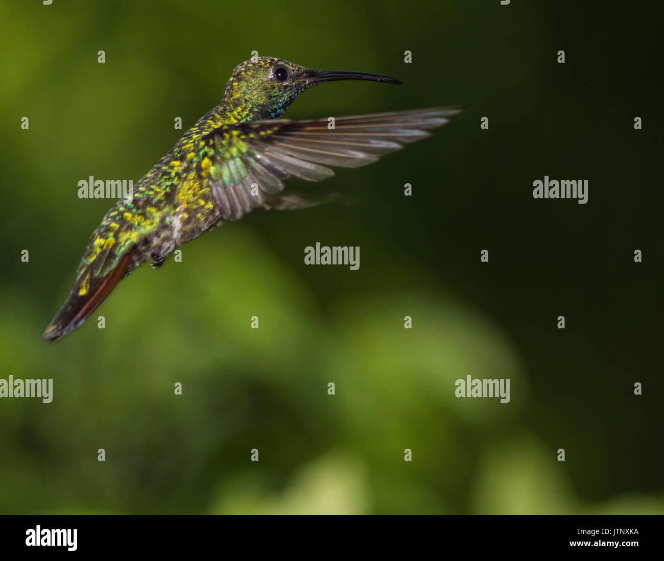 Hummingbird in flight Stock Photo