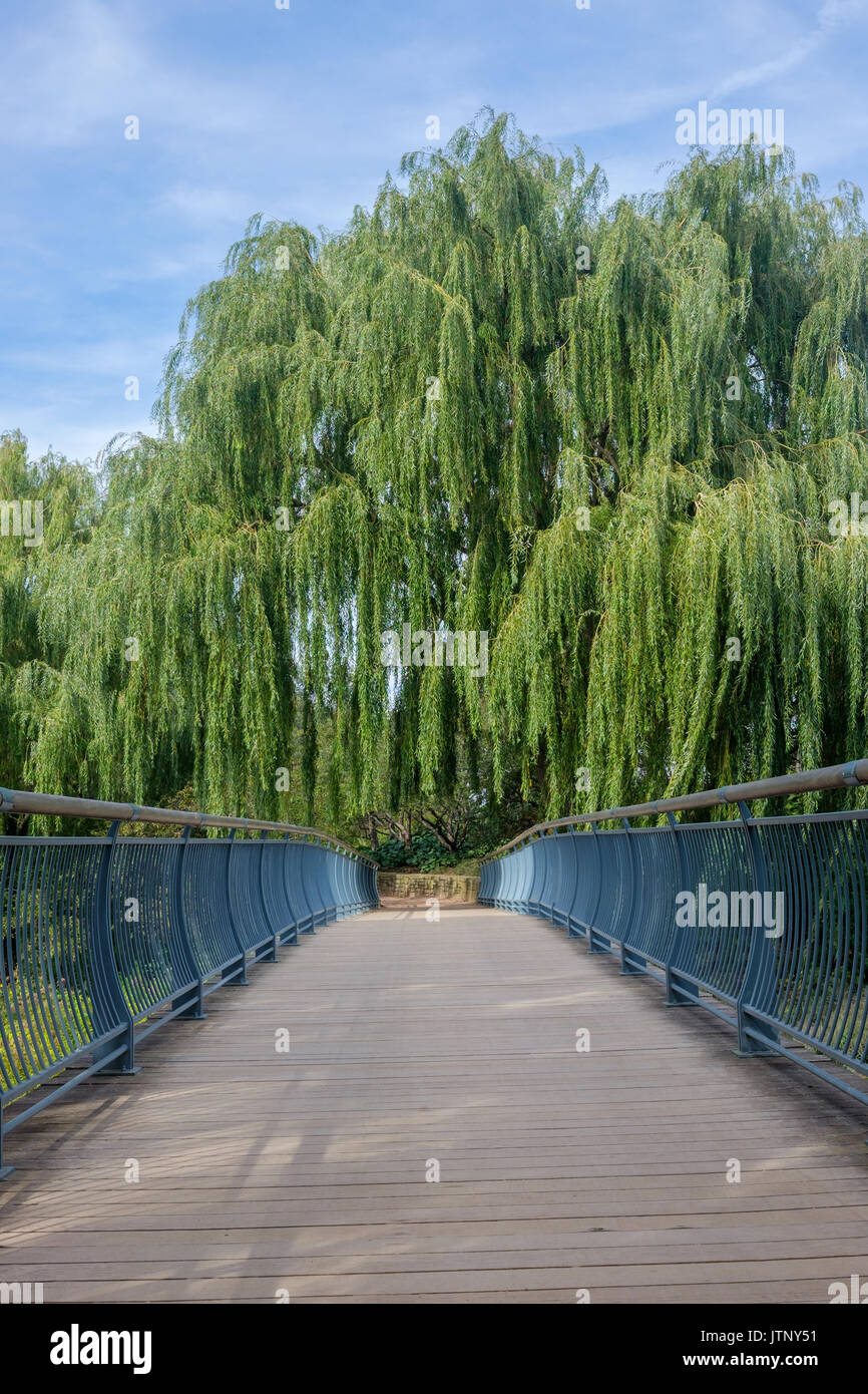 bridge pathway with trees overhang Stock Photo