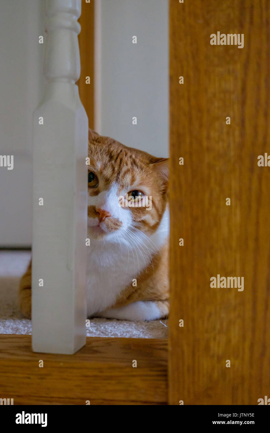 cat looking from stair railing Stock Photo Alamy