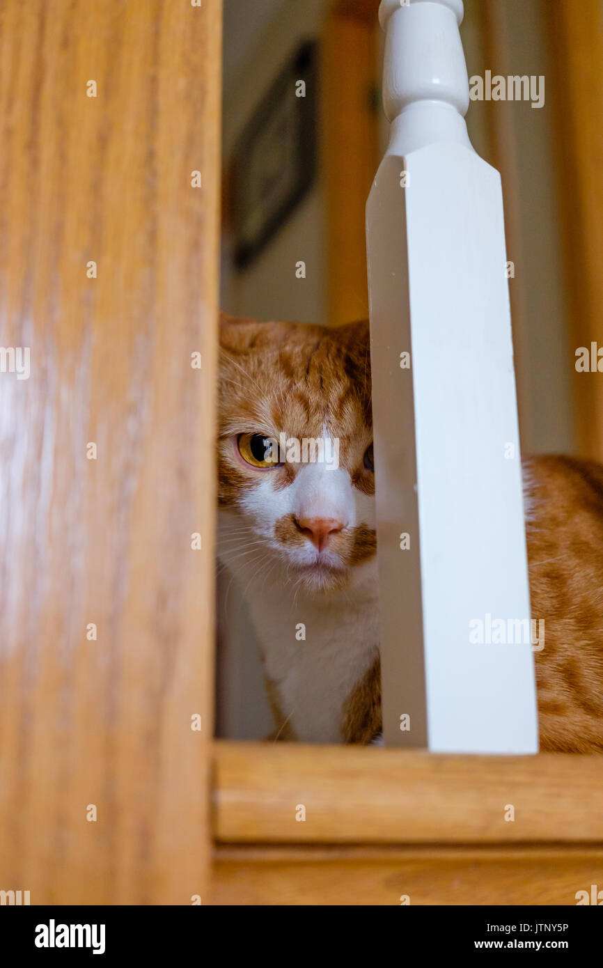 cat looking through railing Stock Photo - Alamy