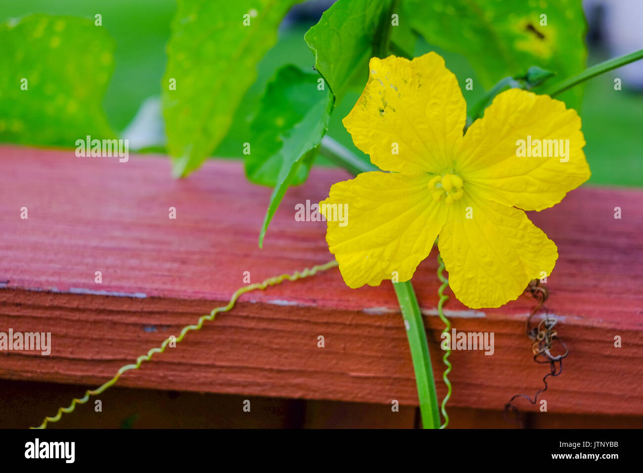 Melon flowers hires stock photography and images Alamy