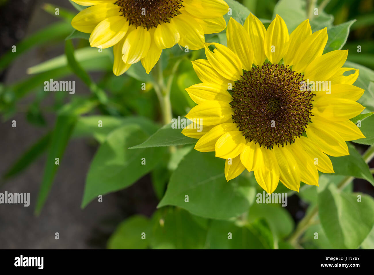 yellow sunflowers with green leaves Stock Photo Alamy