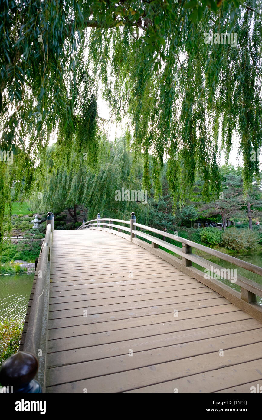 wooden bridge with trees Stock Photo
