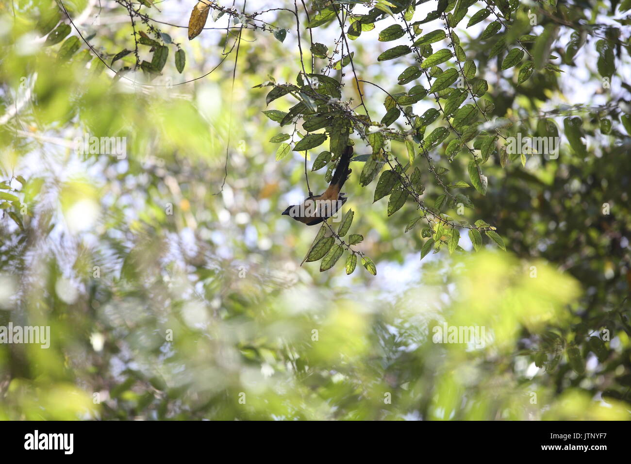 Sumatran treepie (Dendrocitta occipitalis) in Mt.Kerinci, Sumatra