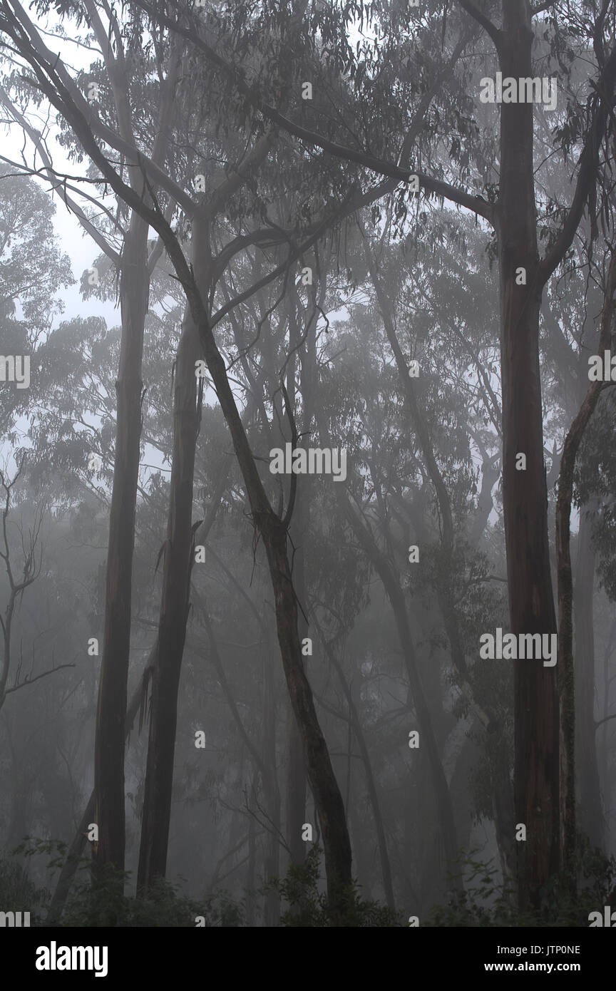 Tall Trees Misty Foggy Rainforest Stock Photo