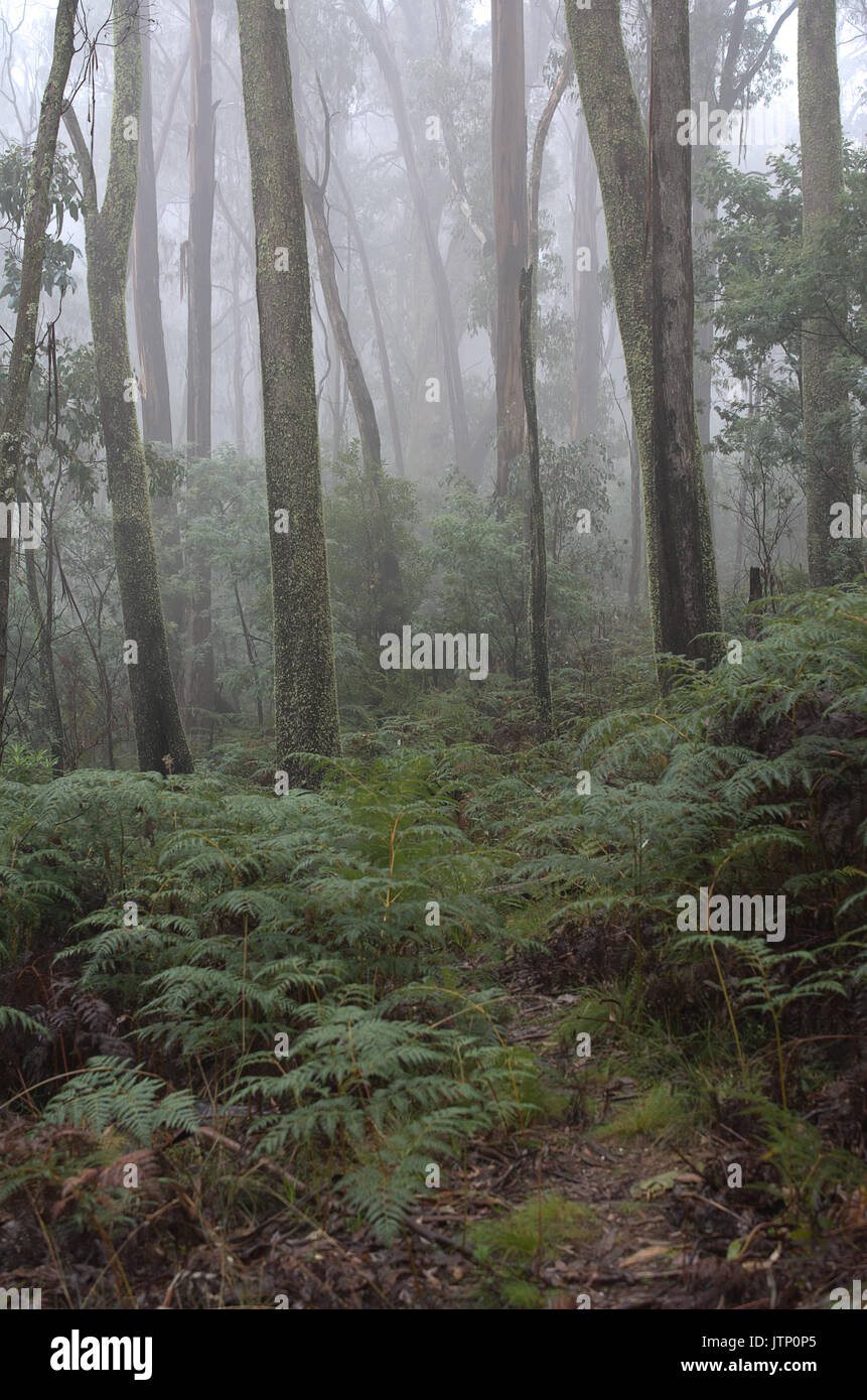 Misty Foggy Rainforest Stock Photo