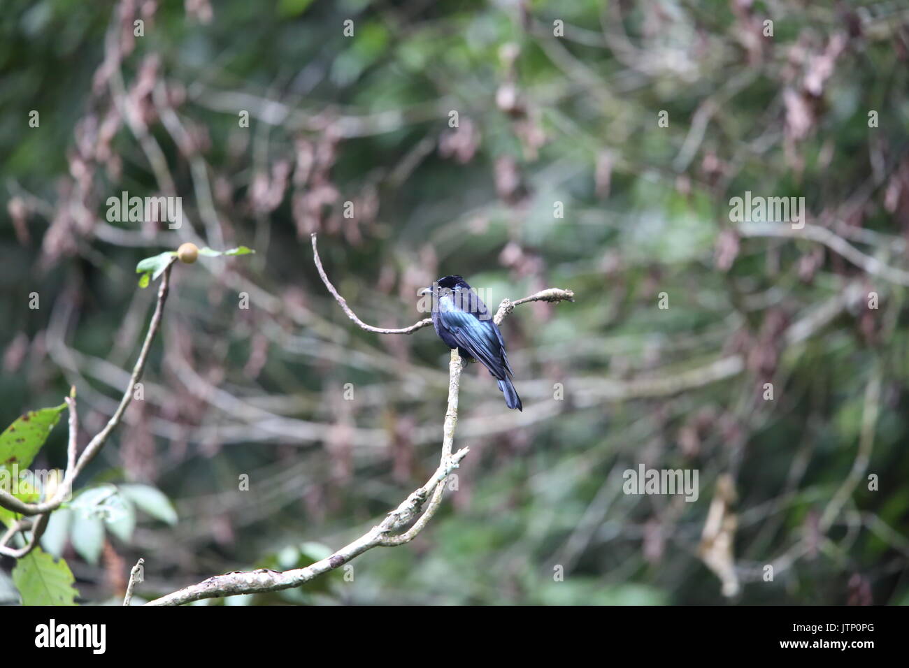 Dicrurus sumatranus hi-res stock photography and images - Alamy