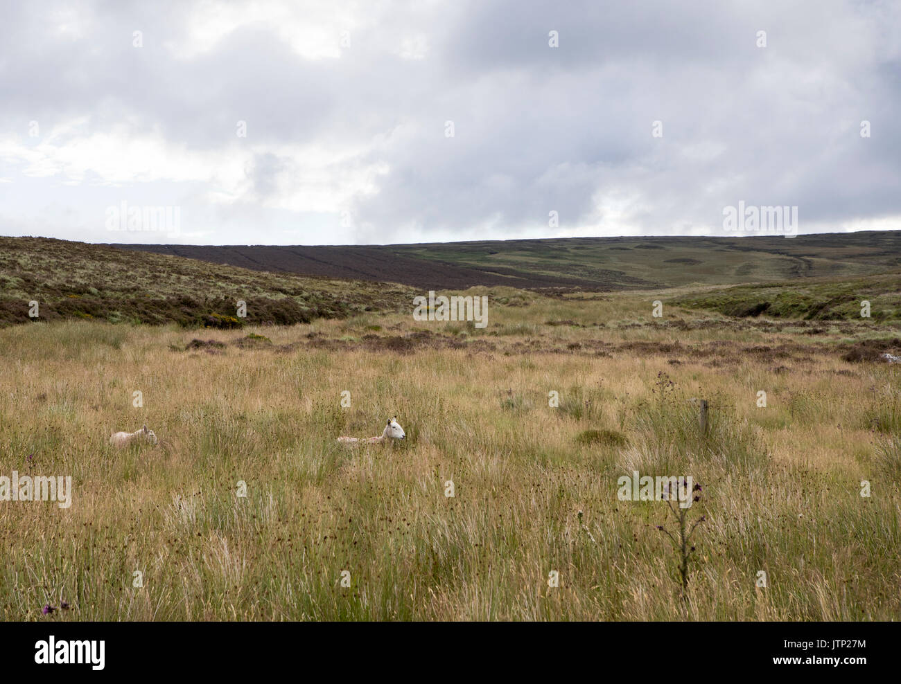Sheep in Wicklow Mountains National Park, Ireland Stock Photo