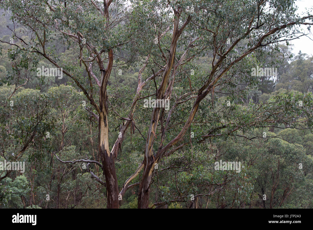 Gum Tree Branches Stock Photo Alamy