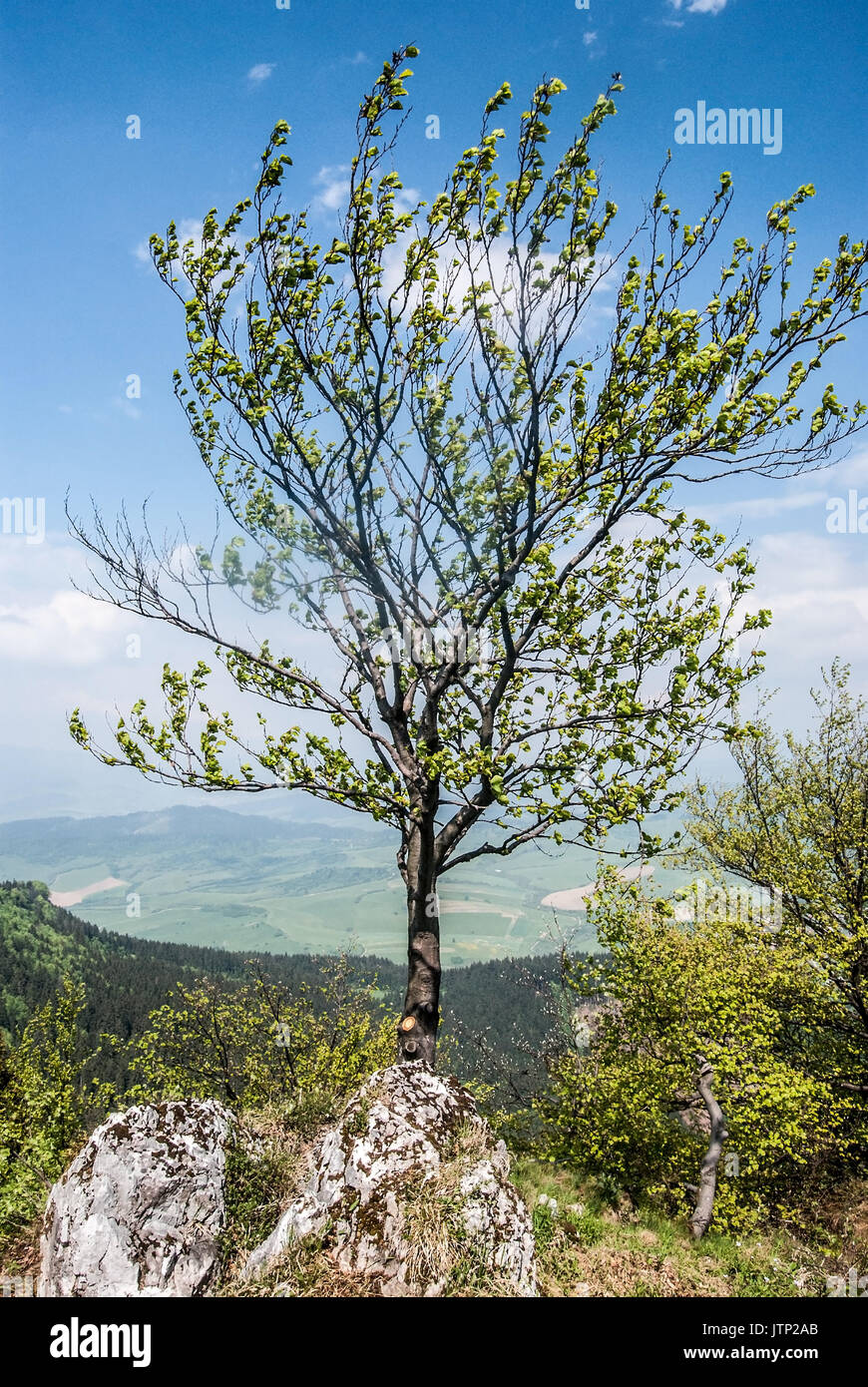 isolated tree on partly rocky hill summit of Ostre hill above Svosov village in Velka Fatra mountains in Slovakia during spring day with blue sky Stock Photo