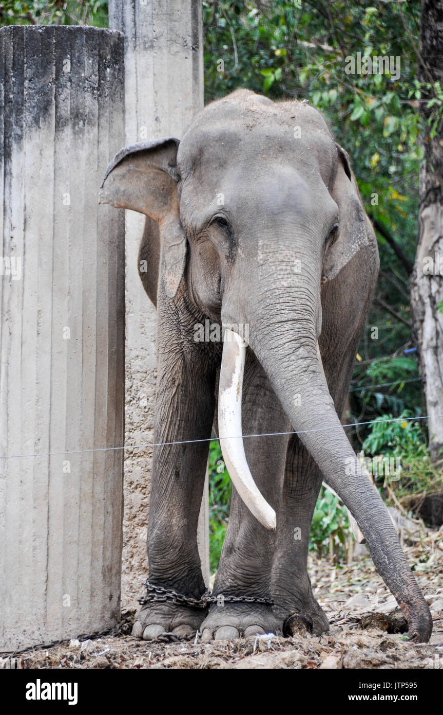 An Asian elephant chained to large poles in a safari park in Thailand. Stock Photo