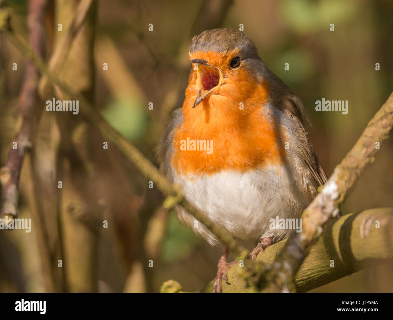 Early morning birds singing hi-res stock photography and images - Alamy