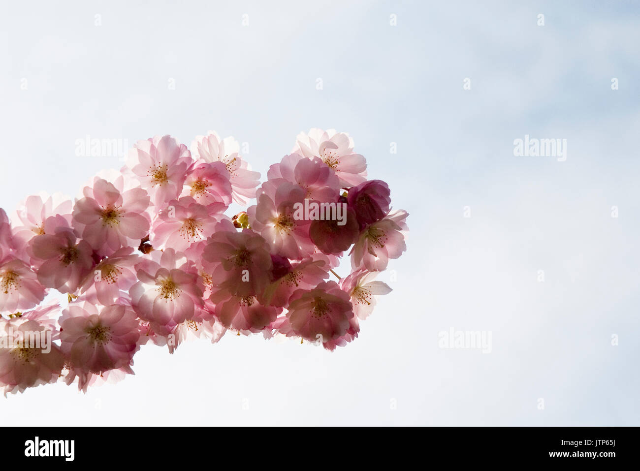 Branch flowering cherry blossom hi-res stock photography and images - Alamy