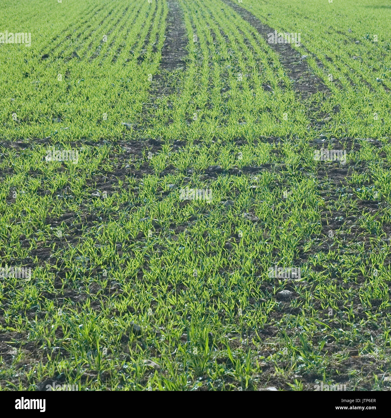 Cereal rows hi-res stock photography and images - Alamy
