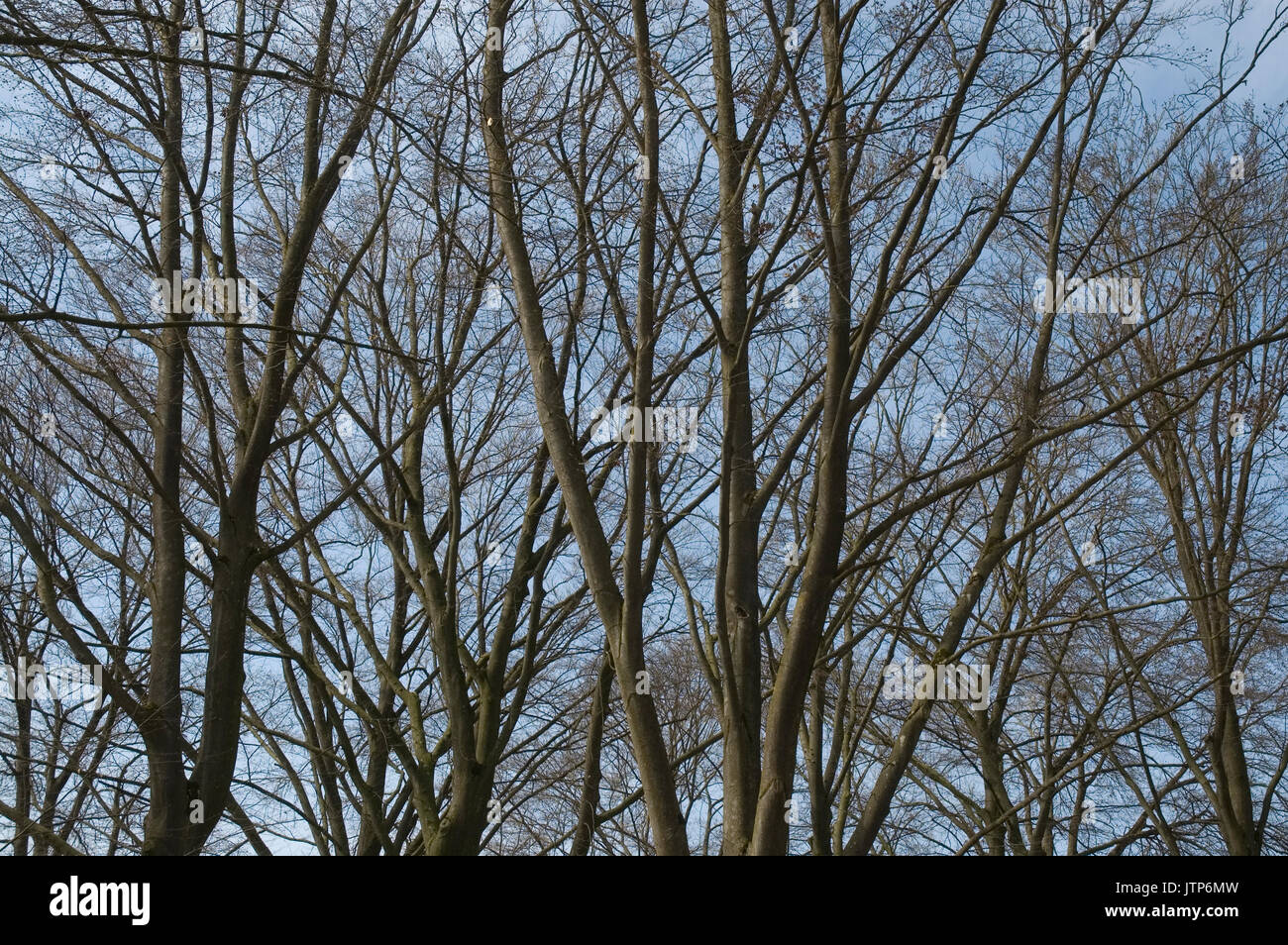Leafless beech trees hi-res stock photography and images - Alamy