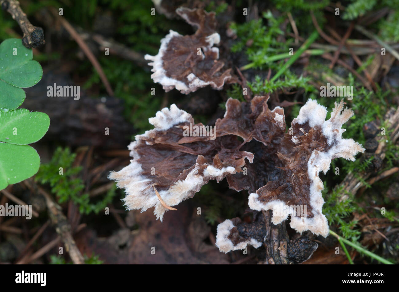 Thelephora penicillata mushrooms on an old stump Stock Photo