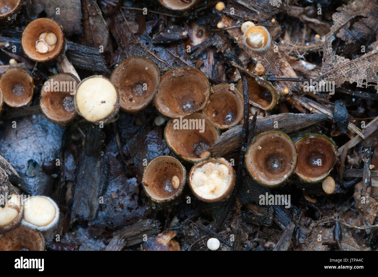 Crucibulum laeve mushrooms on the autumn leaves Stock Photo