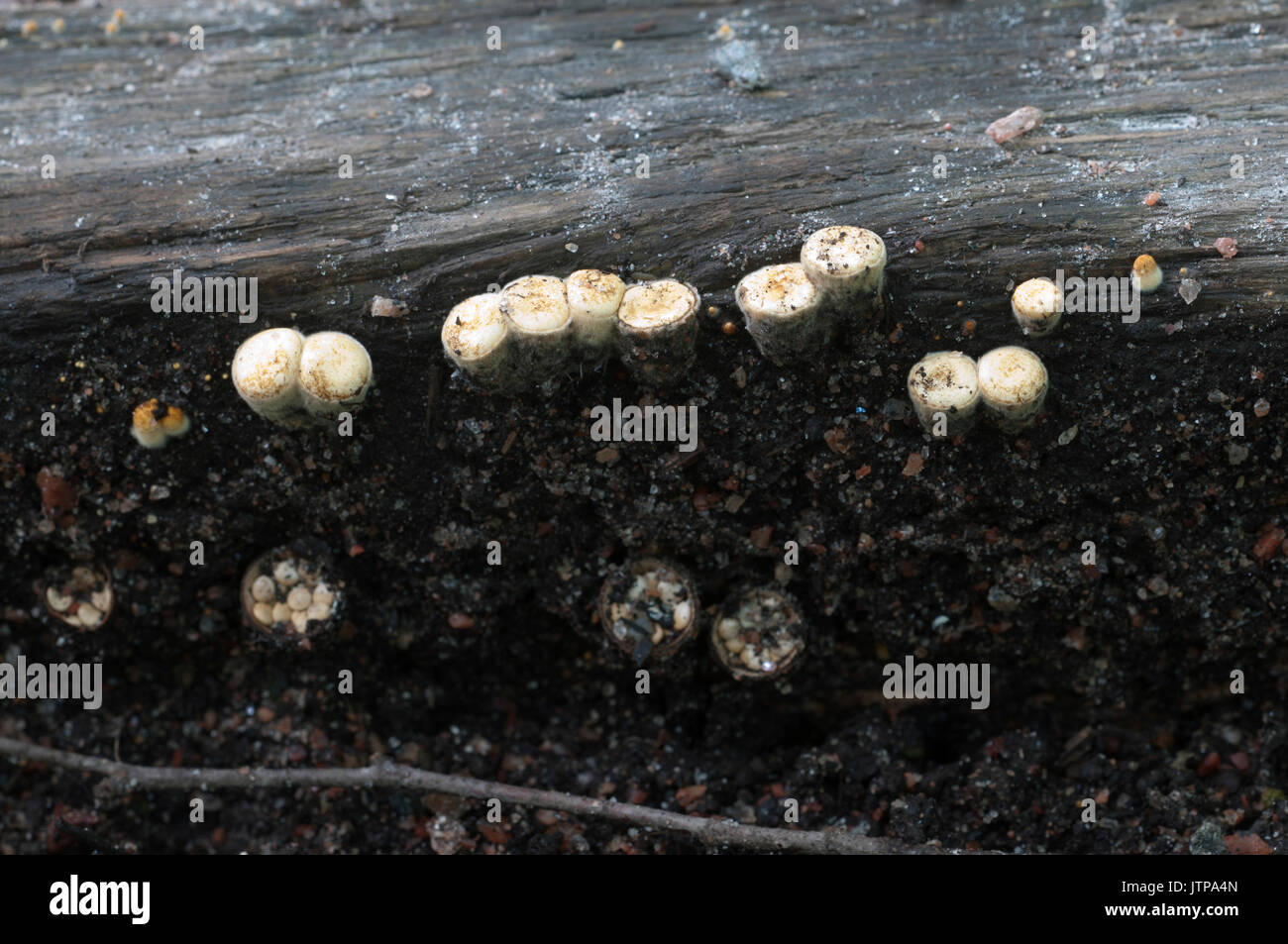 Crucibulum laeve mushrooms on the wood Stock Photo