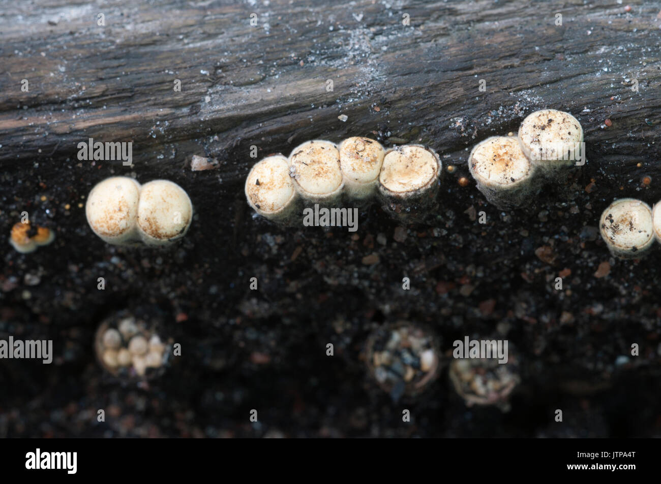 Crucibulum laeve mushrooms on the wood Stock Photo
