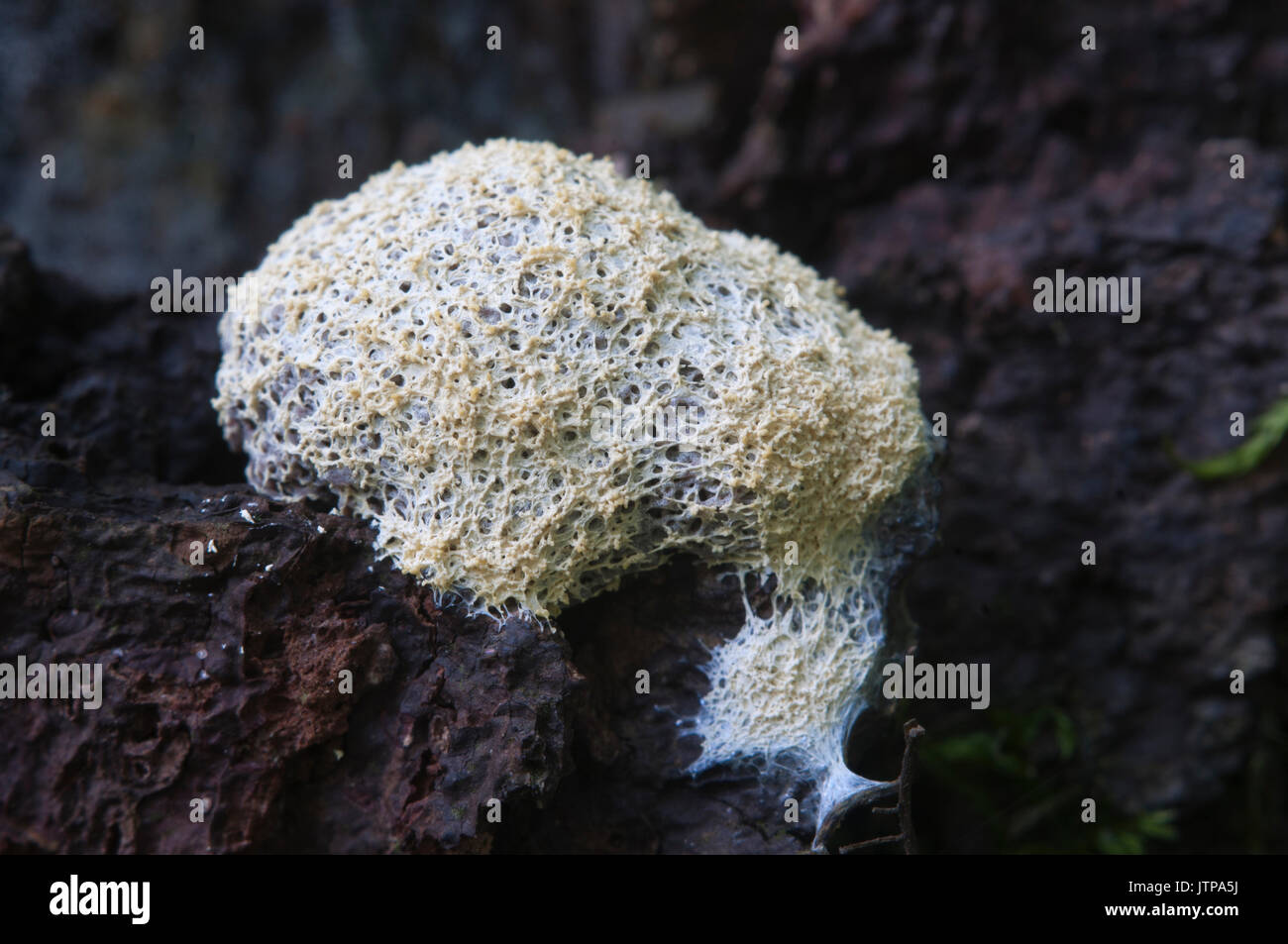 Ceratiomyxa fruticulosa myxomycetes in a moss on a stump Stock Photo