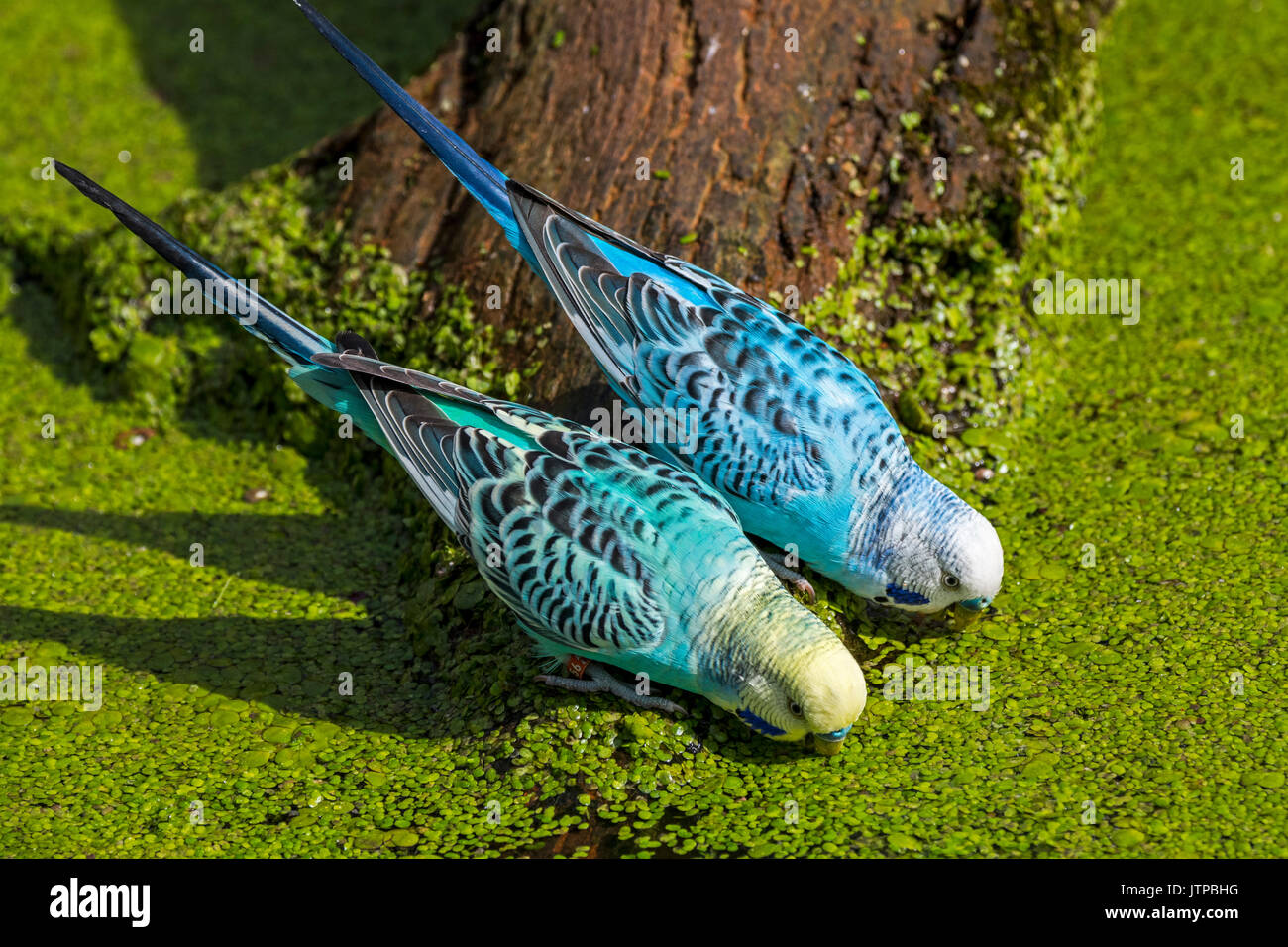 Two blue budgerigars / budgies / common parakeets (Melopsittacus undulatus) native to Australia coming to drink water of pond on a hot day Stock Photo