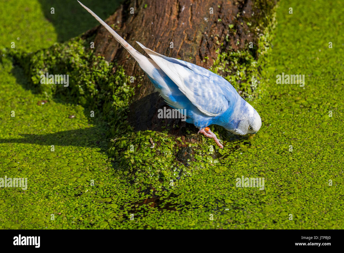 Blue budgerigar / budgie / common parakeet (Melopsittacus undulatus) native to Australia drinking water of pond on a hot day Stock Photo