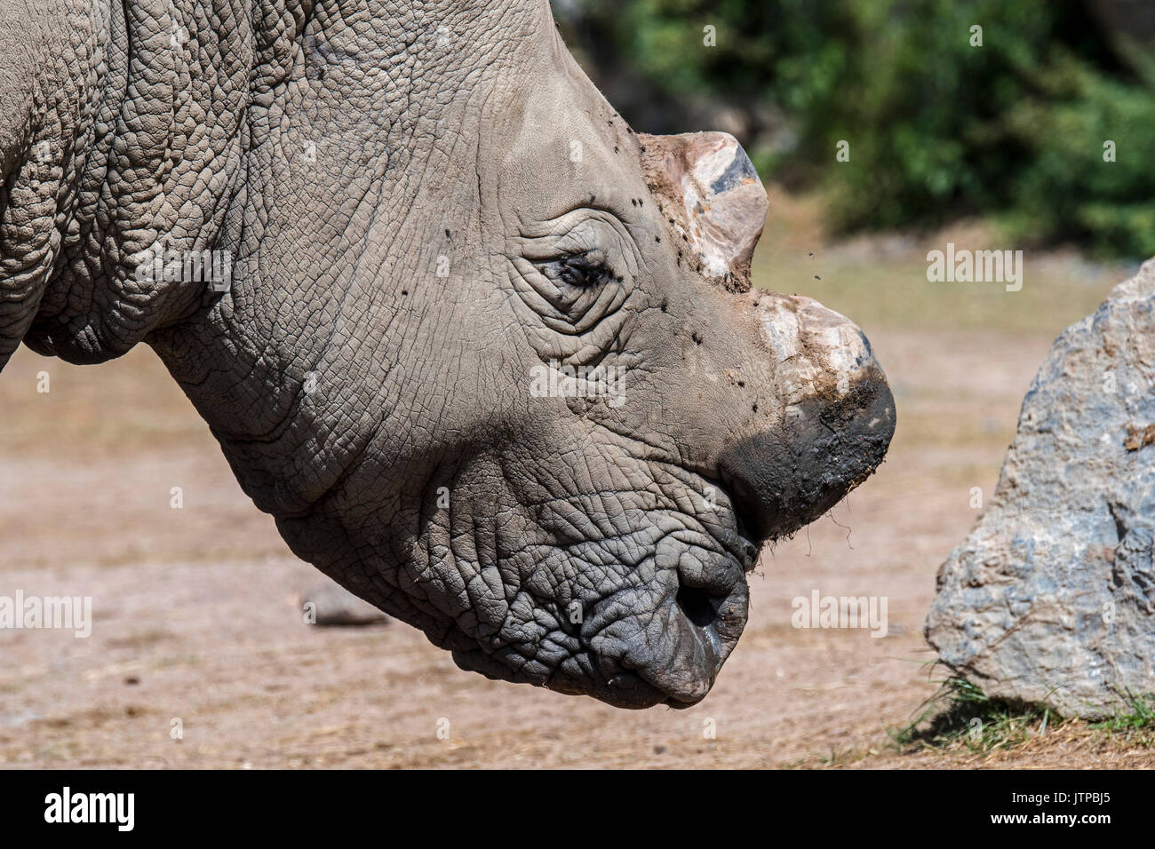 Close up of white rhinoceros / white rhino (Ceratotherium simum) with cut horns as precaution against theft from poachers Stock Photo