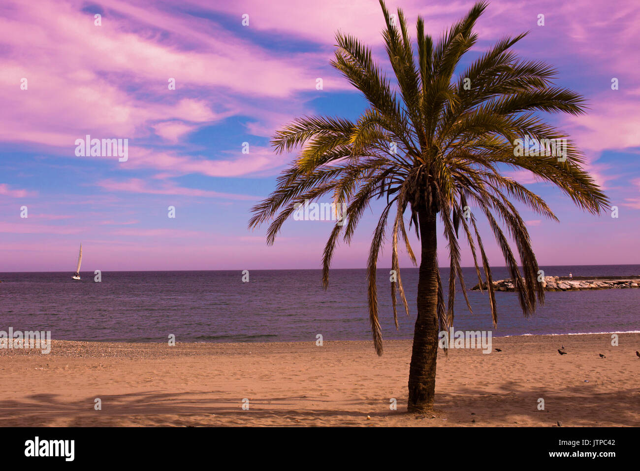 Spain Beautiful Sun Set with Palm Tree